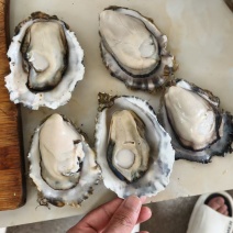 精品生蚝乳山生蚝大量有货量大从优产地直发