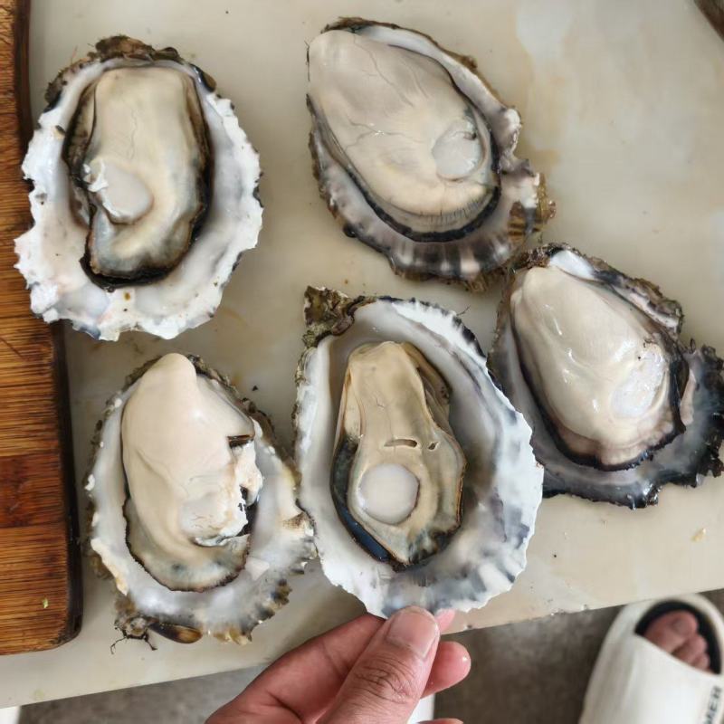 精品生蚝乳山生蚝大量有货量大从优产地直发
