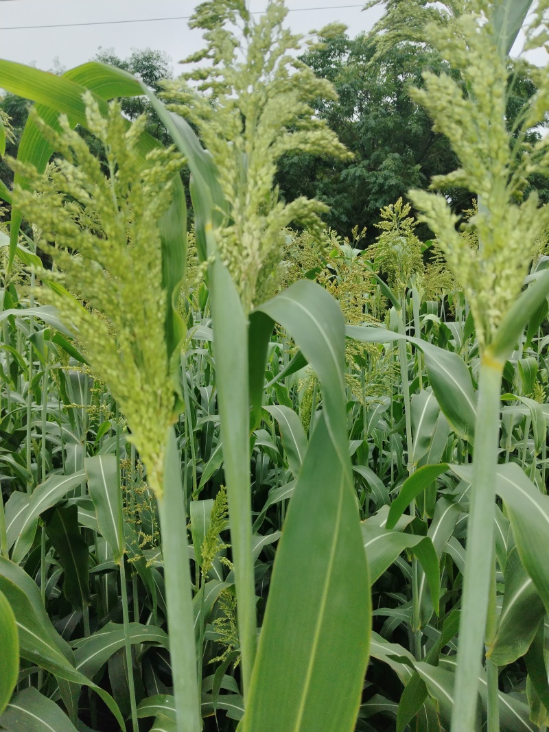 高粱青贮