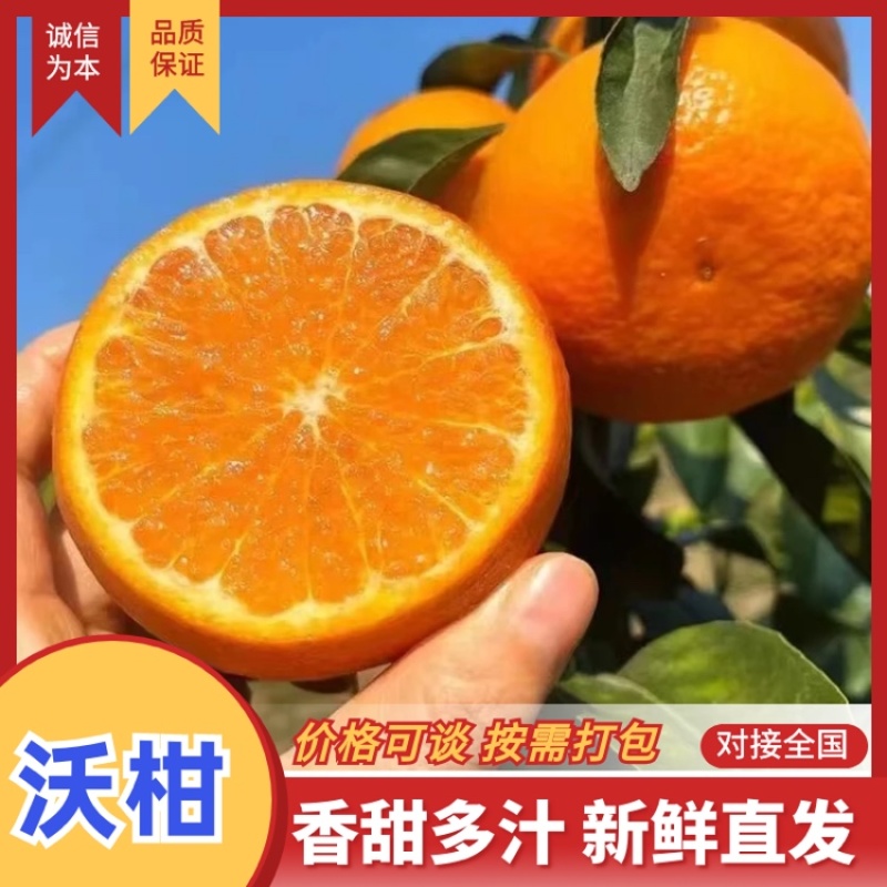 [牛]云南精品沃柑，柑橘现摘现发，坏果包赔欢迎来电咨询