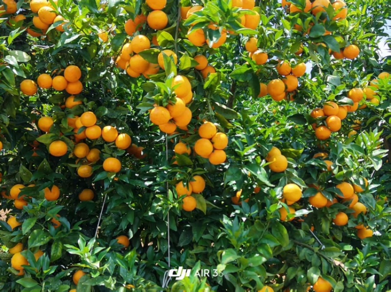 [牛]云南精品沃柑，柑橘现摘现发，坏果包赔欢迎来电咨询
