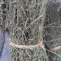 马鞭草野生马鞭草干度好含量高切段整颗产地直供量大从优