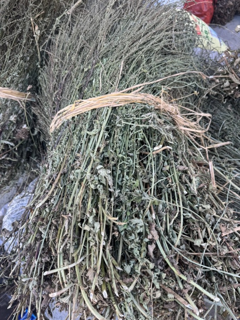 马鞭草野生马鞭草干度好含量高切段整颗产地直供量大从优