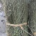 马鞭草野生马鞭草干度好含量高切段整颗产地直供量大从优