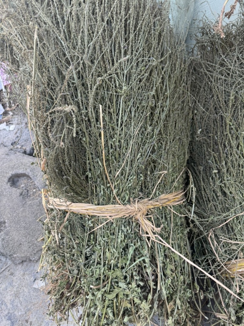 马鞭草野生马鞭草干度好含量高切段整颗产地直供量大从优