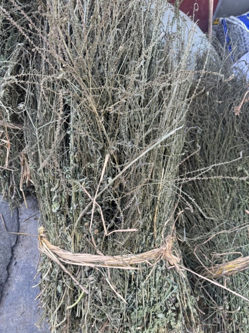 马鞭草野生马鞭草干度好含量高切段整颗产地直供量大从优
