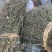 马鞭草野生马鞭草干度好含量高切段整颗产地直供量大从优