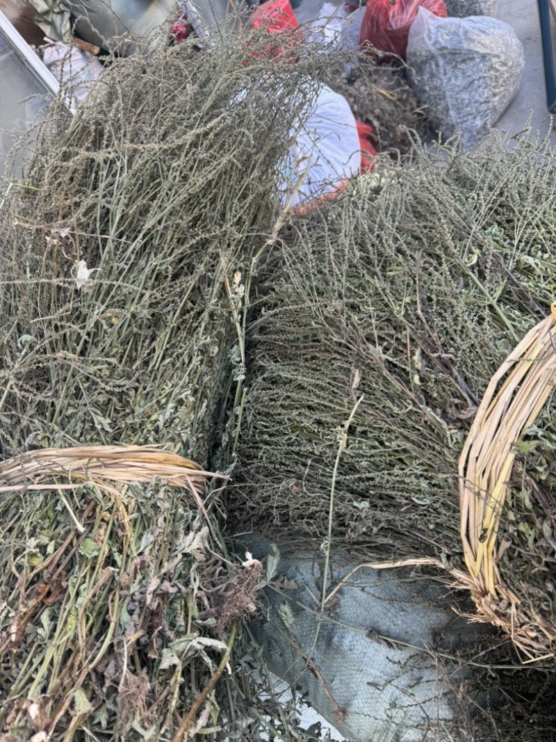 马鞭草野生马鞭草干度好含量高切段整颗产地直供量大从优