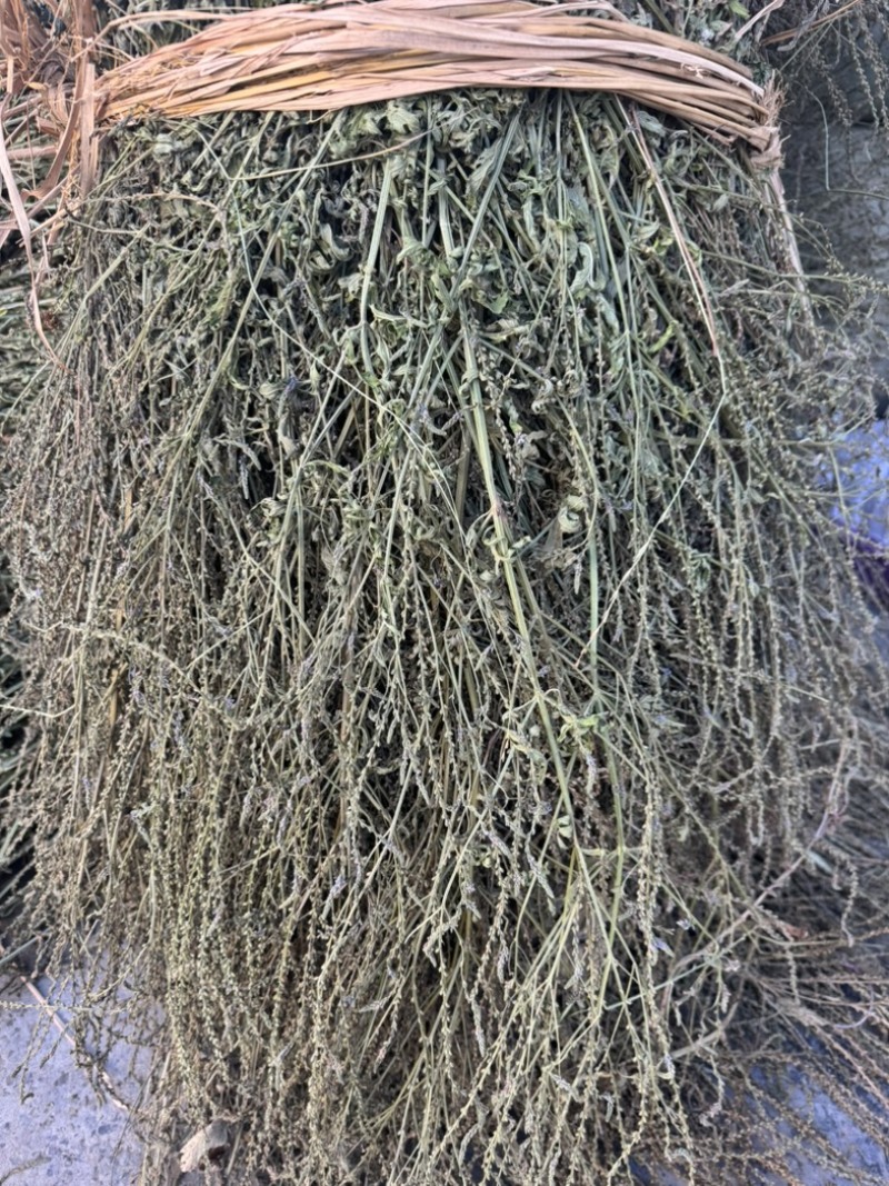 马鞭草野生马鞭草干度好含量高切段整颗产地直供量大从优
