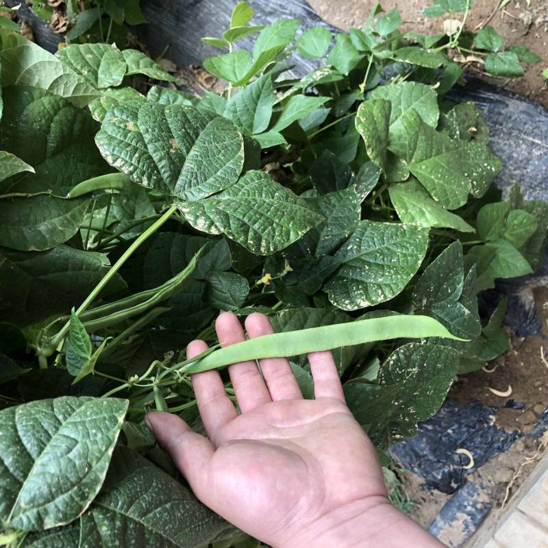 精品好扁豆