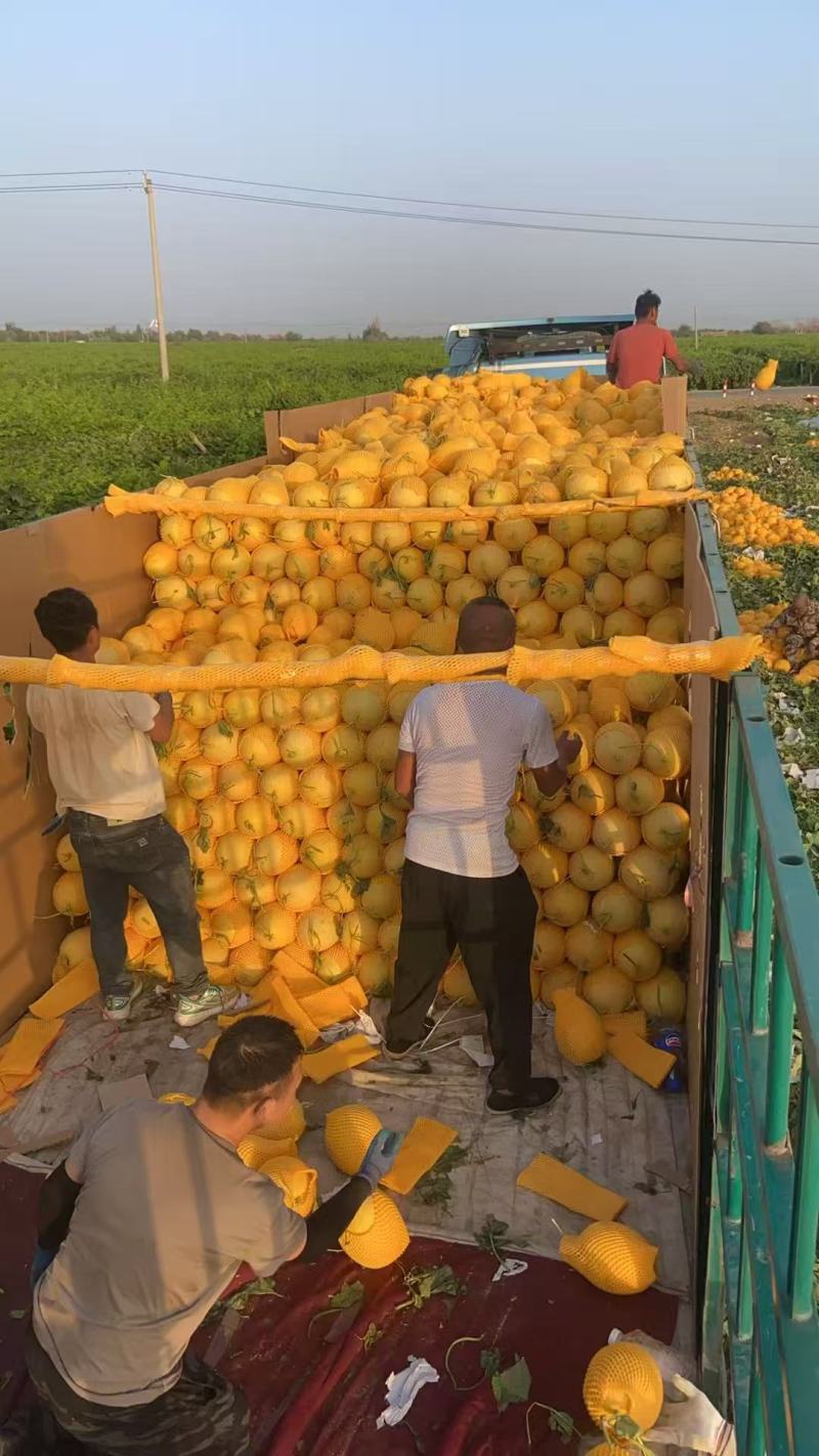 精品新疆哈密瓜金色年华货源充足量大从优质量保证欢迎咨询