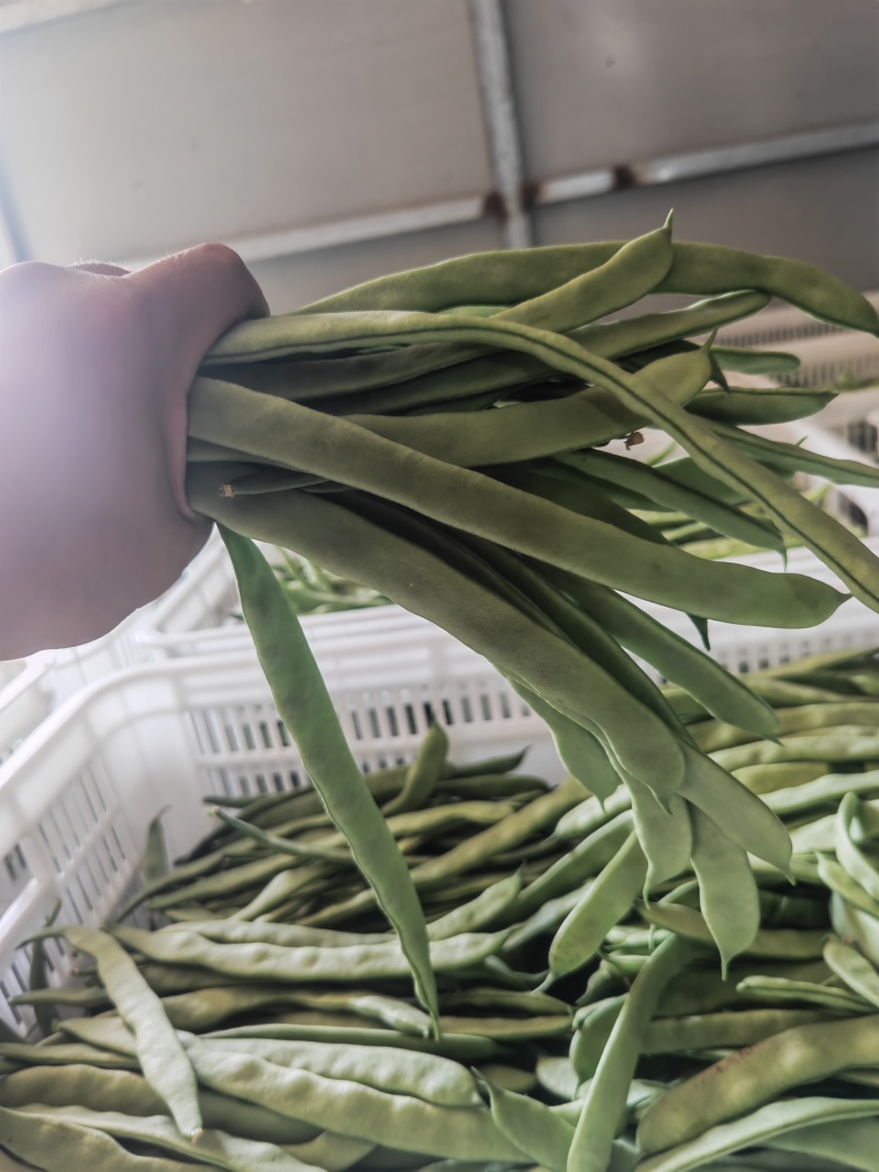 精品好扁豆