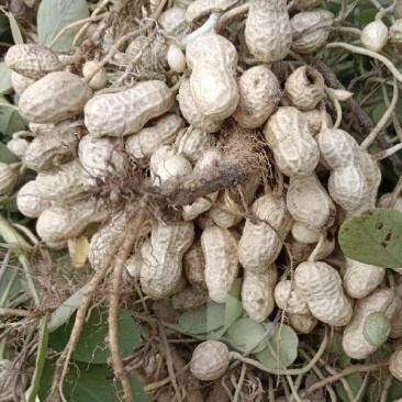 新鲜，现摘泥花生