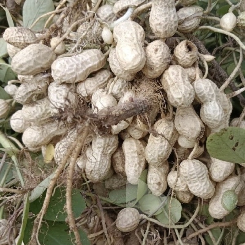 新鲜，现摘泥花生