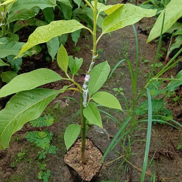 玉兰花/白玉兰/正品嫁接苗