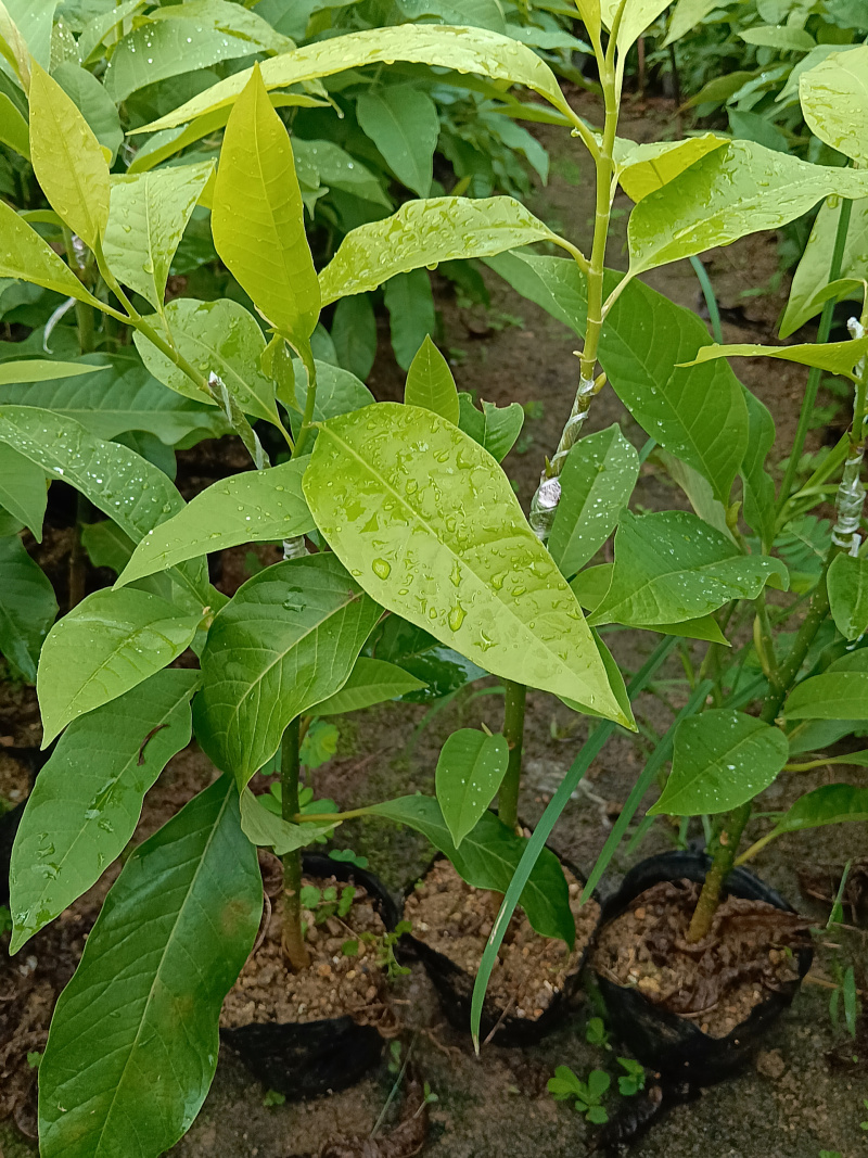 玉兰花/白玉兰/正品嫁接苗