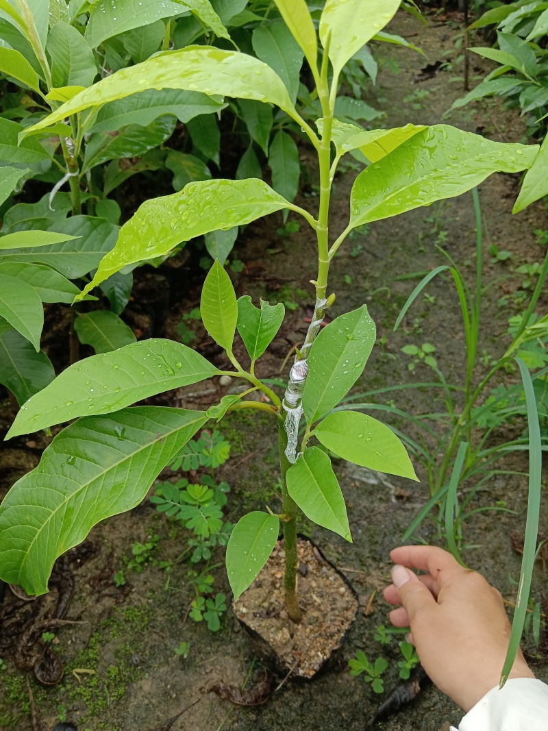 玉兰花/白玉兰/正品嫁接苗