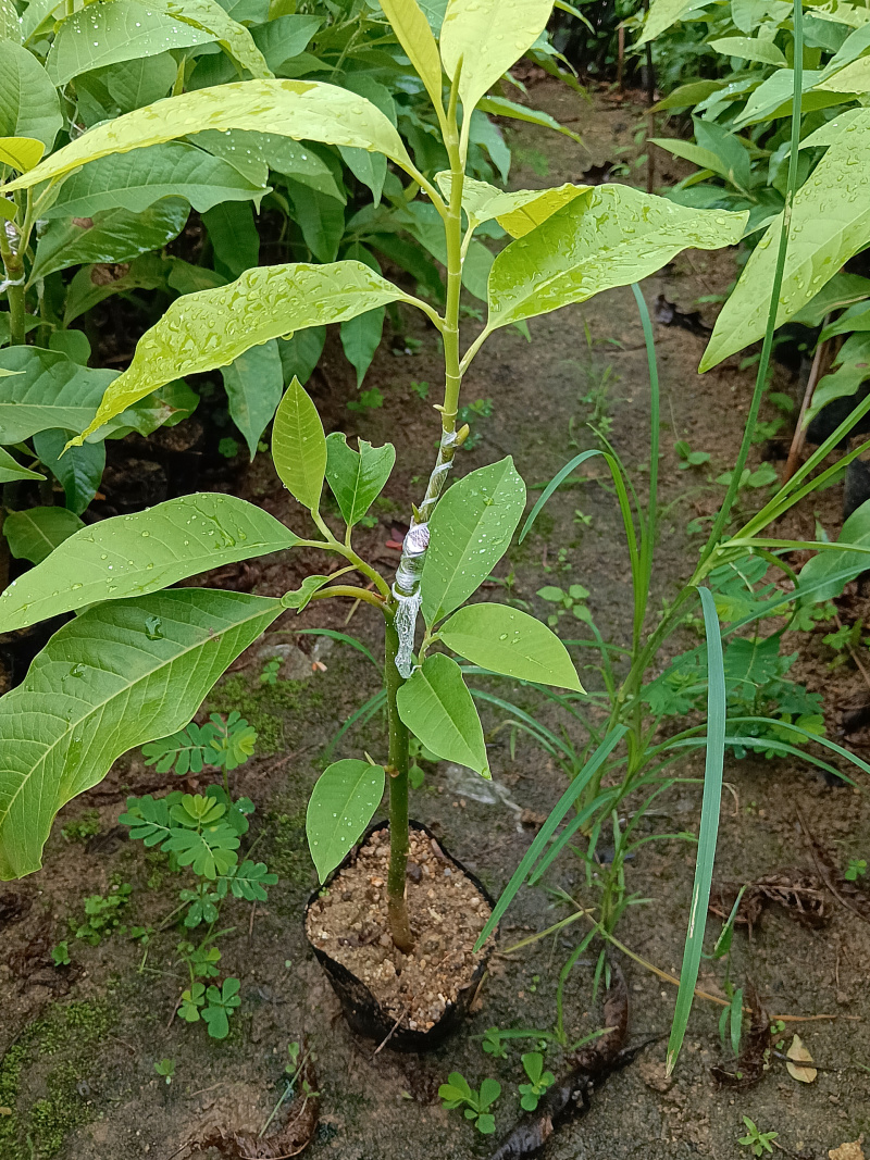 玉兰花/白玉兰/正品嫁接苗