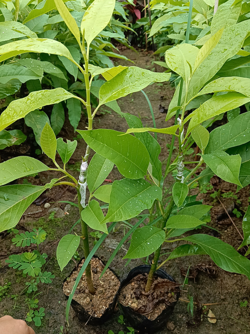 玉兰花/白玉兰/正品嫁接苗