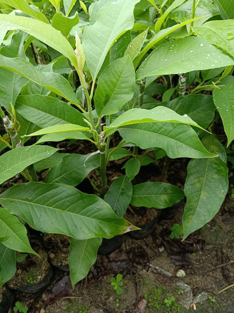 玉兰花/白玉兰/正品嫁接苗