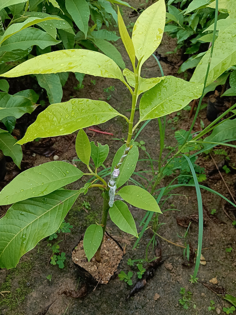 玉兰花/白玉兰/正品嫁接苗