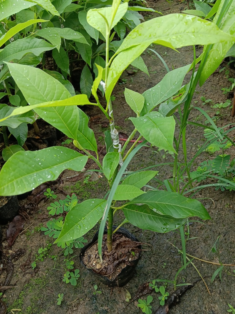 玉兰花/白玉兰/正品嫁接苗