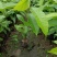 玉兰花/白玉兰/正品嫁接苗