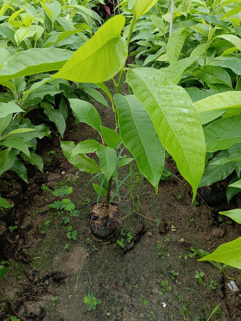玉兰花/白玉兰/正品嫁接苗