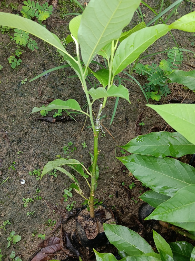 玉兰花/白玉兰/正品嫁接苗