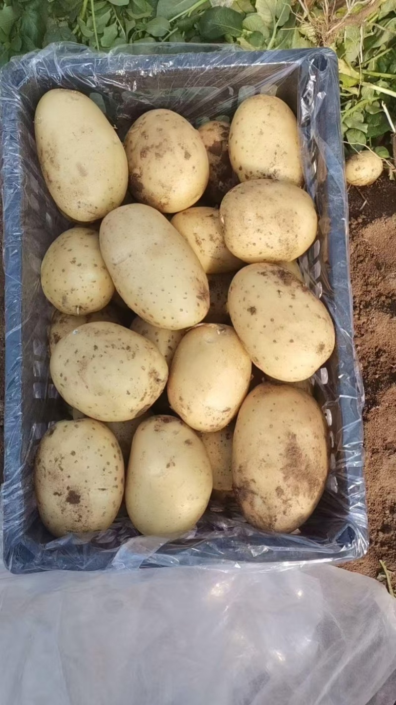 河北辽宁内蒙新土豆对接市场超市电商工厂外贸