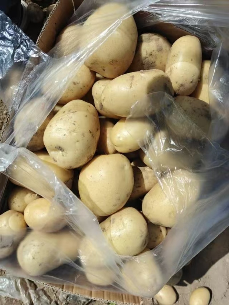 河北辽宁内蒙新土豆对接市场超市电商工厂外贸