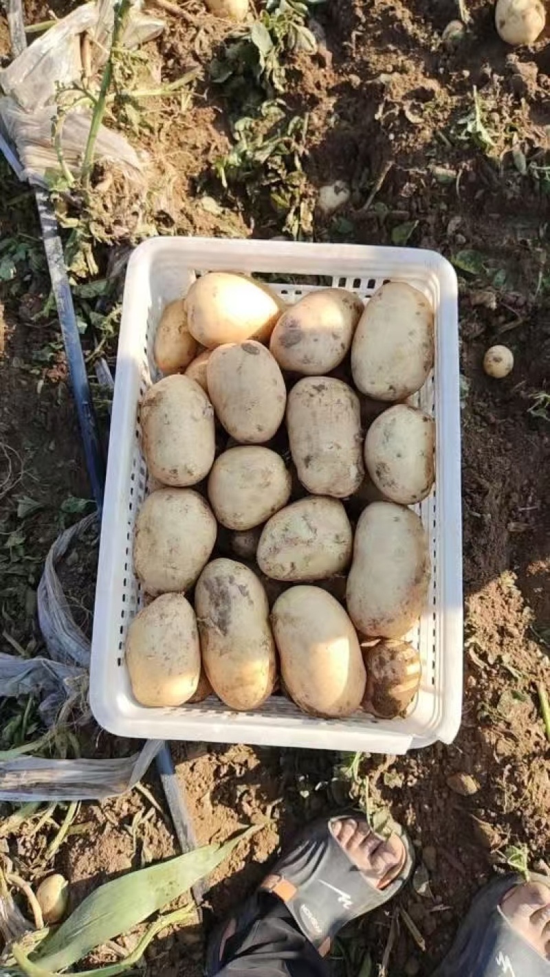 河北辽宁内蒙新土豆对接市场超市电商工厂外贸
