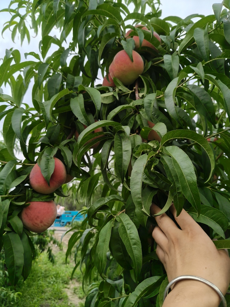 山西运城秦王超越超红福岛红桃大量上市