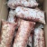 新鲜现剥鸽子胗烧烤用商用饭店批发一件代发量大优惠欢迎咨询