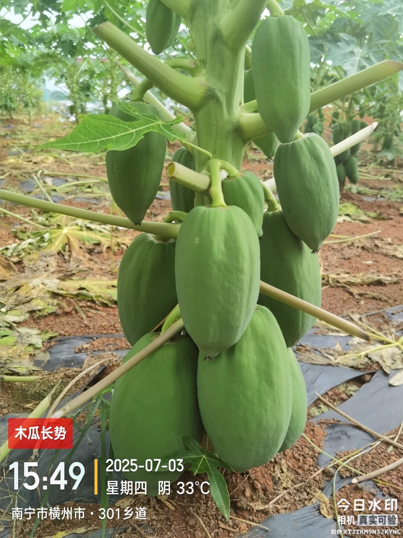青木瓜/基地200亩/长期供货
