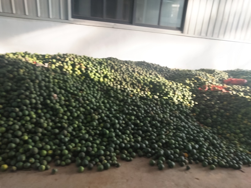 大量出售中药材枳实，干货好货新货。