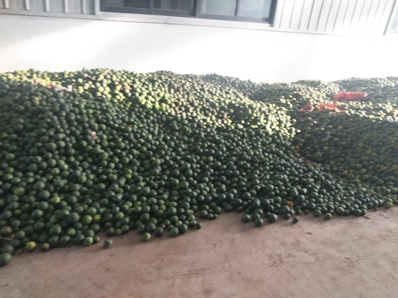 大量出售中药材枳实，干货好货新货。