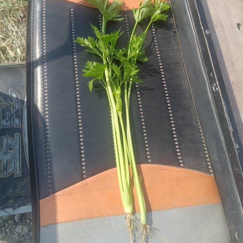 精品香芹，细青