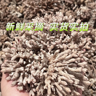 【源头直发】武夷山龙爪菇火锅配菜猫爪菇蘑菇菌菇类批发500g