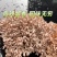 【源头直发】武夷山龙爪菇火锅配菜猫爪菇蘑菇菌菇类批发500g