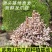 【源头直发】武夷山龙爪菇火锅配菜猫爪菇蘑菇菌菇类批发500g
