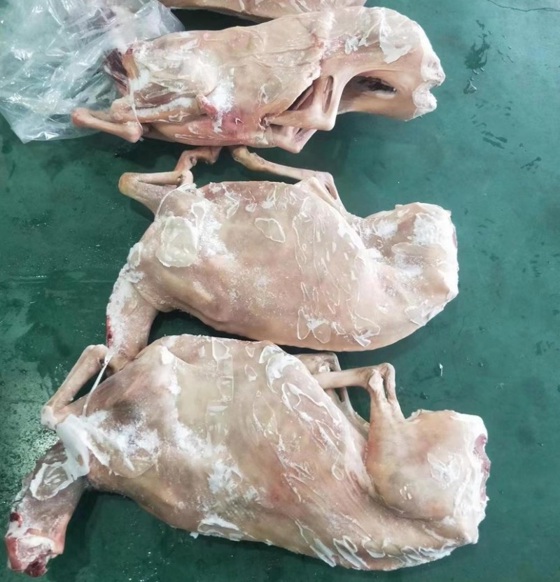 白条黑山羊
