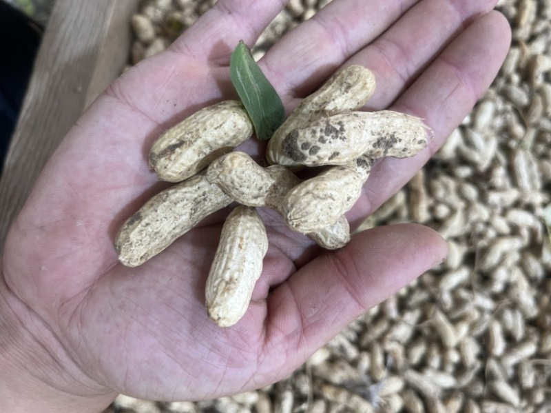 花生四粒红大白沙通货皆可货源充足花生果