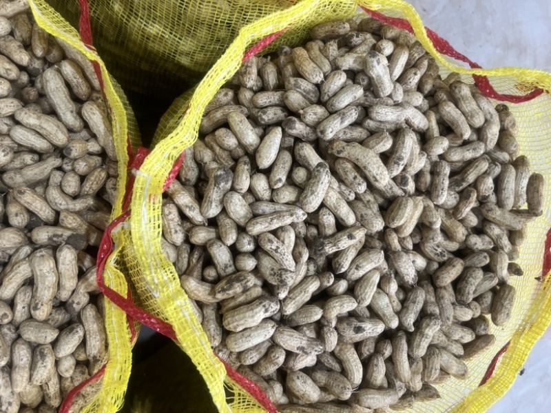 花生四粒红大白沙通货皆可货源充足花生果