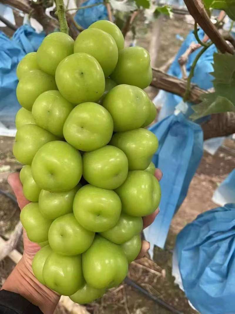 阳光玫瑰，河北葡萄园现货直发晴王无籽葡萄可视频看货