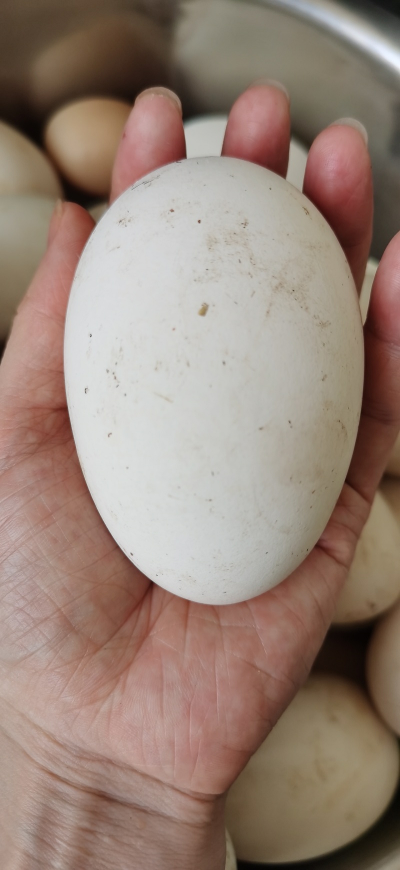散养农村土鹅蛋【小贵】重量在120—170g