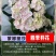 绣球花苗四季开花无尽夏庭院阳台花卉花园绿植物绣球花盆栽带花苞