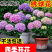 绣球花苗四季开花无尽夏庭院阳台花卉花园绿植物绣球花盆栽带花苞