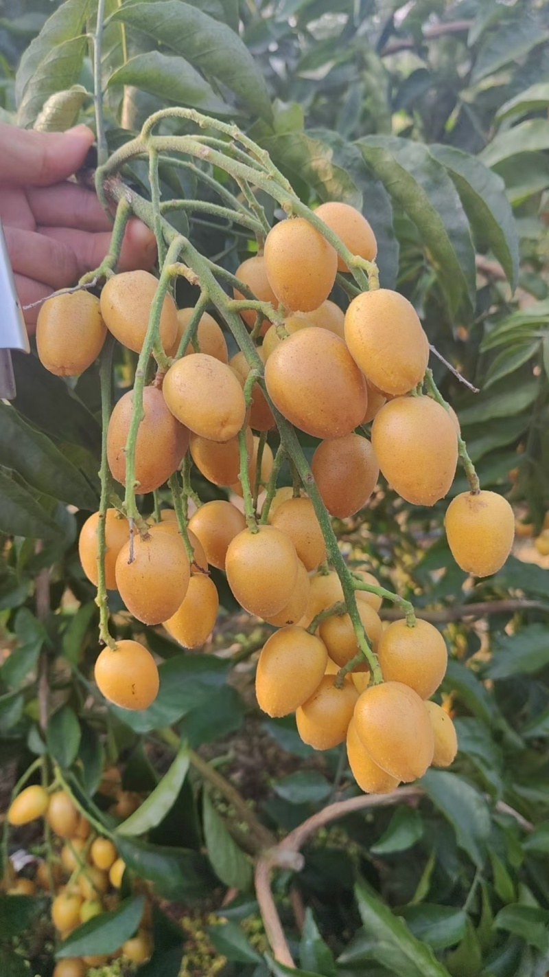 黄皮果一件代发