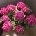 绣球花苗四季开花无尽夏庭院阳台花卉花园绿植物绣球花盆栽带花苞